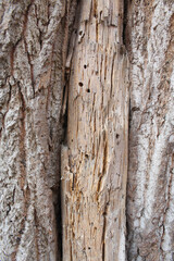 tree bark texture, natural background texture tree bark