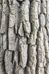 tree bark texture, natural background texture tree bark