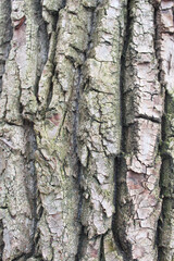 tree bark texture, natural background texture tree bark