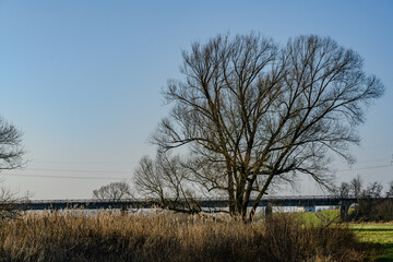 Fototapeta premium Am Donau-Altarm bei Bogen/Niederbayern