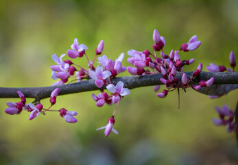 Close-up of pink flowers of cercis canadensis.