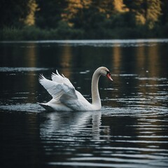 Fototapeta premium A majestic swan gliding across a calm lake.