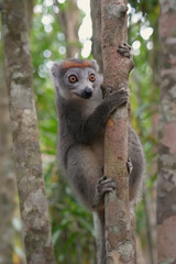 What a cutie! Close up of a crowned lemur (Eulemur coronatus) at Madagascar