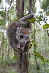 What a cutie! Close up of a crowned lemur (Eulemur coronatus) at Madagascar