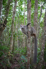 What a cutie! Close up of a crowned lemur (Eulemur coronatus) at Madagascar