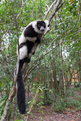 Varecia variegata or Black and White Ruffed Lemur oder schwarzweisser Maki in its natural environment in Madagascar