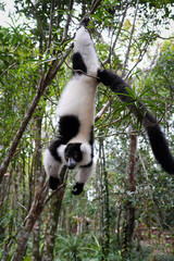 Varecia variegata or Black and White Ruffed Lemur oder schwarzweisser Maki in its natural environment in Madagascar