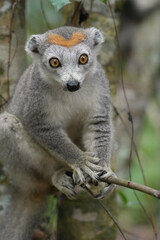 Crowned lemur or Eulemur coronatus is a small primate endemic to Madagascar