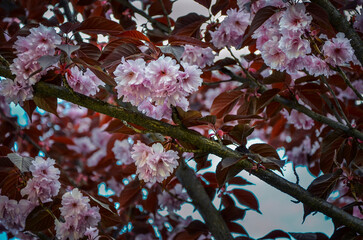 Blooming pink sakura in the city park.
