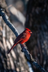 red cardinal on branch
