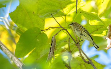 Yellow-rumped warbler perched in a tree.