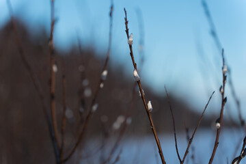 Close up of pussy willow buds during a cold winter evening. 