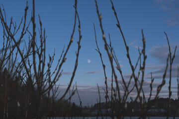 Nearly full moon between branches of pussy willow during a winter evening.