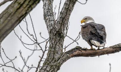 American bald eagle perched in a tree.