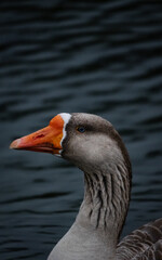 Headshot of domesticated goose in pond