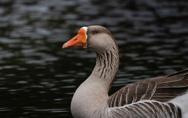 Portrait of domesticated goos in pond