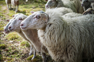 Sheep and lambs side by side. Close-up.