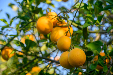 Fresh oranges hang on branches under a clear sky in a sunny orchard during harvest season