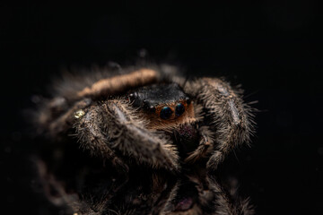 An adult female regal jumping spider (phidippus regus). This particular specimen was photographed posthumously.