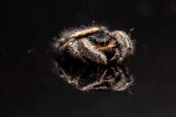 An adult female regal jumping spider (phidippus regus). This particular specimen was photographed posthumously.