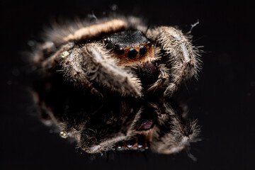 An adult female regal jumping spider (phidippus regus). This particular specimen was photographed posthumously.
