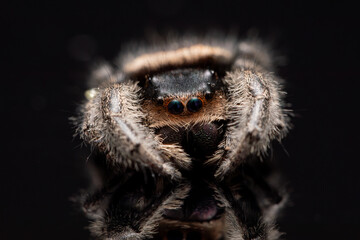 An adult female regal jumping spider (phidippus regus). This particular specimen was photographed posthumously.