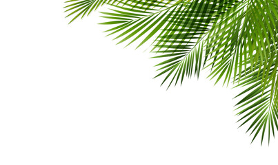 Green Tropical Palm Branch Border Isolated Transparent Background