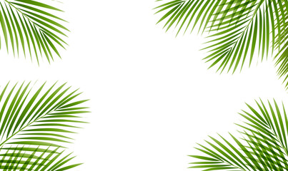 Green Palm Tree Branch Frame Isolated White Background