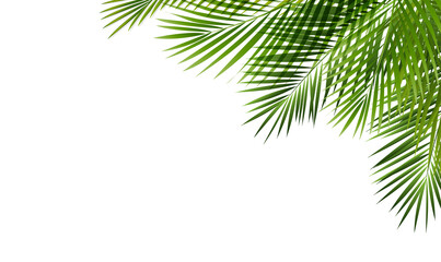 Green Tropical Palm Branch Border Isolated Transparent Background