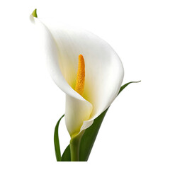 Elegant White Calla Lily with Curved Petal