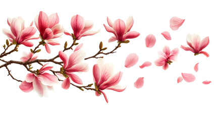 Fototapeta premium Pink Magnolia Blooms with Falling Petals on a White Background.