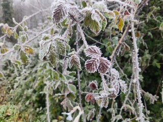 roncier gelé, buisson de ronces