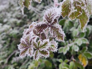 roncier gel&eacute;, buisson de ronces