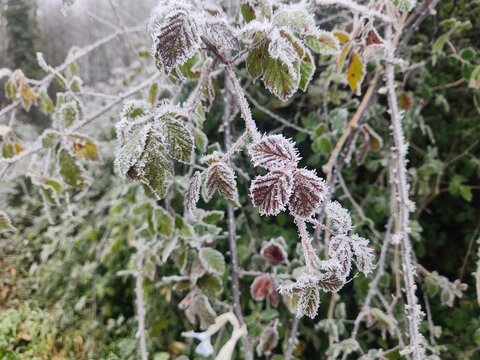 roncier gel&eacute;, buisson de ronces