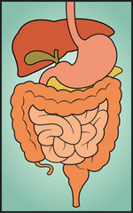 A vector graphic illustration of the human digestive system. 