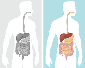 A vector graphic illustration of the human digestive system. 