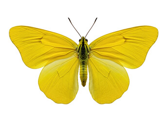 Obraz premium Yellow butterfly isolated on white background,
