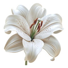 Elegant White Lily Flower Isolated on Transparent Background
