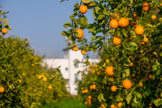 Sunny orange grove with ripe fruit ready for harvest in a tranquil landscape