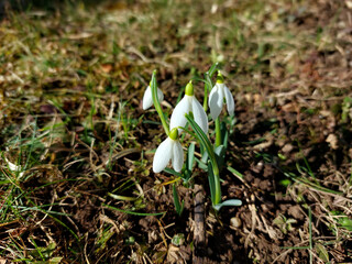 snowdrops - bell-shaped spring flowers. White petals and green leaves