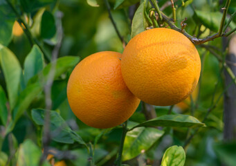 Ripening oranges nestled among vibrant green leaves in a sunlit orchard