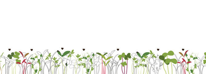 Image of various types of microgreens on a white background. The combination of line art and color spots creates an interesting visual effect. Suitable for design related to healthy eating,and cooking