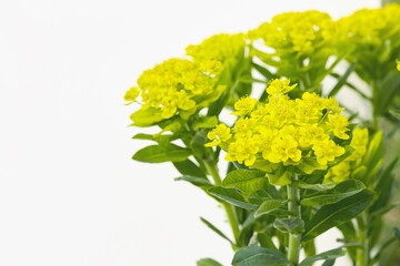 Bright yellow flowers blooming in a garden during early spring