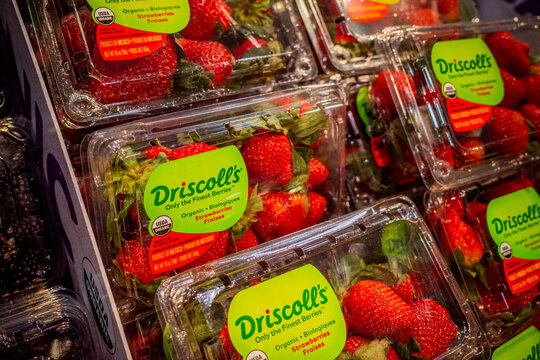 Shiloh, IL&mdash;Jan 22, 2025; stacked containers of organic red ripe Driscoll&rsquo;s strawberries on display in produce section of a grocery store inside of PET plastic containers