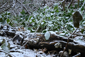 Winter trees colg indistrie place ruhrgebiet