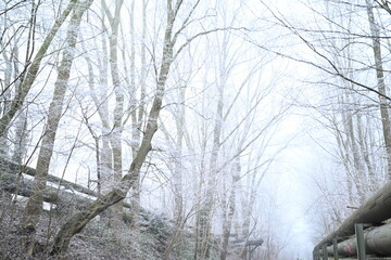 Fototapeta premium Winter trees colg indistrie place ruhrgebiet