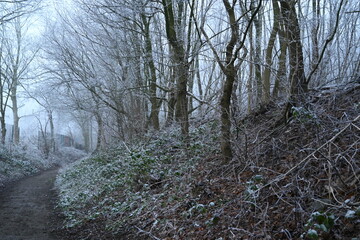 tree on a foggy winter day