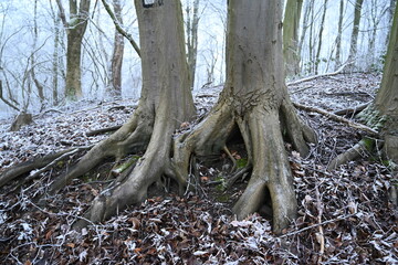 tree on a foggy winter day