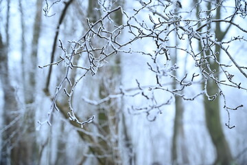 tree on a foggy winter day