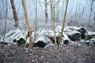 tree on a foggy winter day